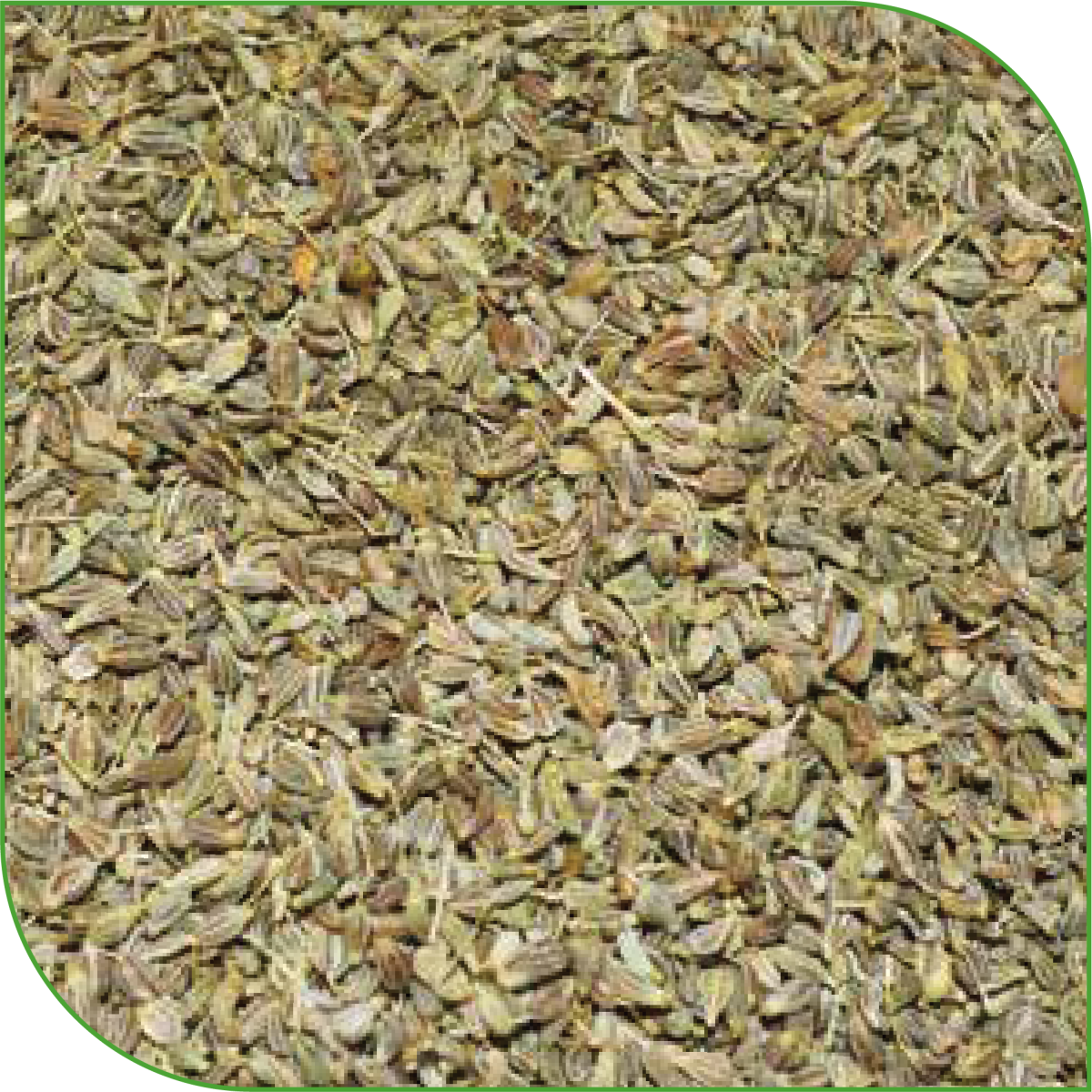 Fennel Seeds