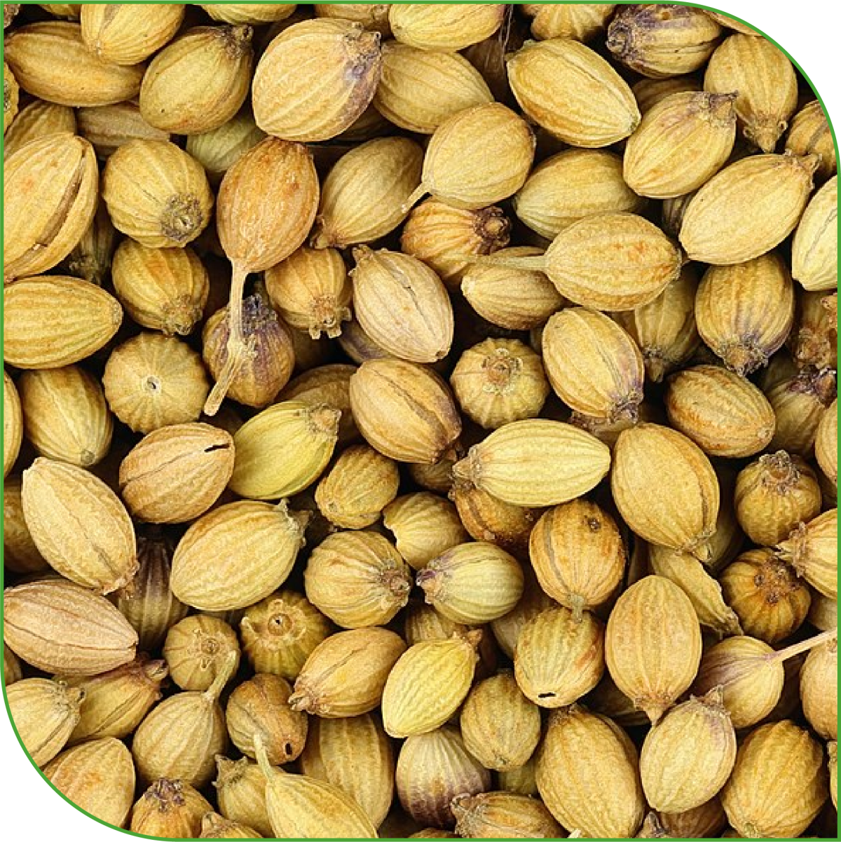 Coriander Seeds