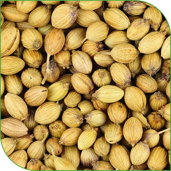 Coriander Seeds