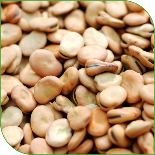 Broad Beans